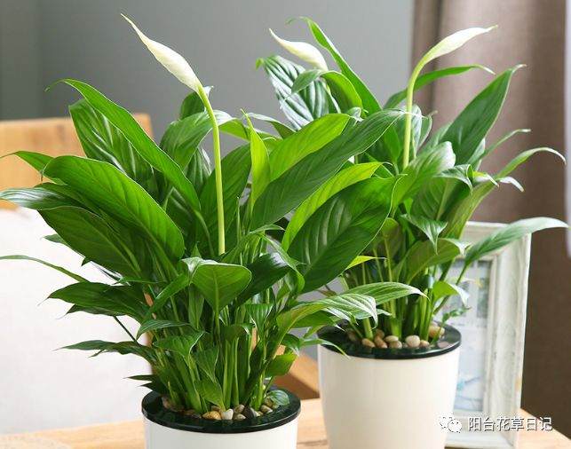 白掌盆栽换盆 要剪掉这几种根 才能花开不断！