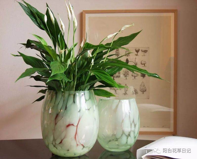 白掌盆栽换盆 要剪掉这几种根 才能花开不断!