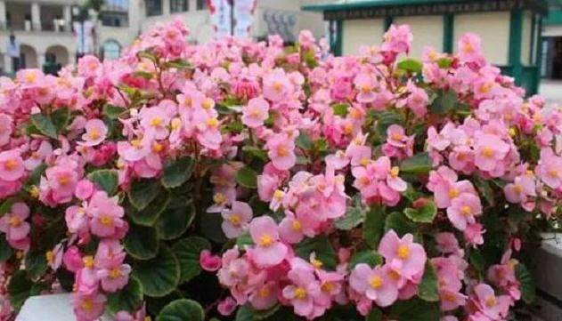 四季海棠换盆 花开整个冬天 养一颗年年年有花看