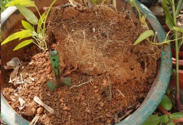 秋天盆栽换盆后旧土和花盆还能用吗?