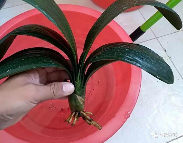 君子兰换盆就烂根 这三点没做到位 养多少盆都是白搭