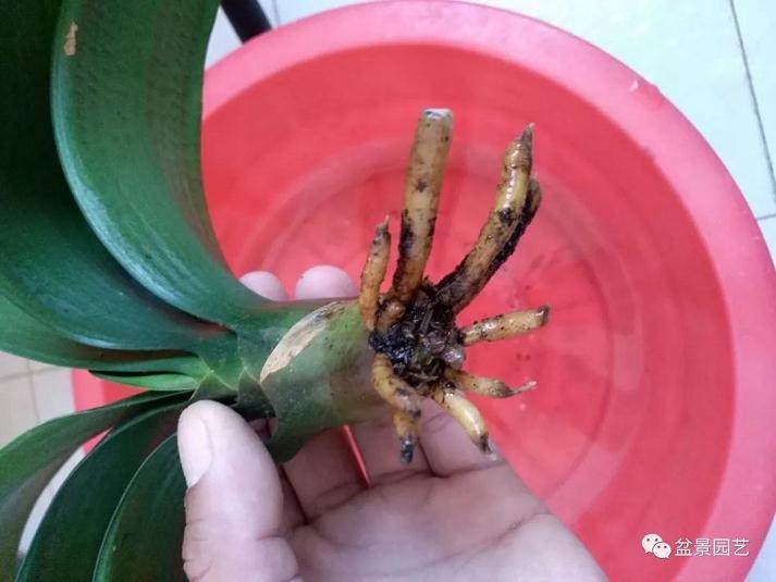 君子兰换盆就烂根 这三点没做到位 养多少盆都是白搭