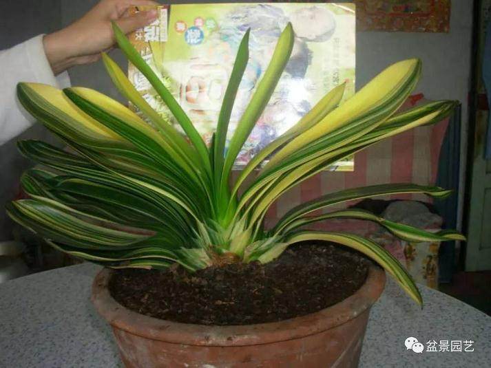 君子兰换盆就烂根 这三点没做到位 养多少盆都是白搭