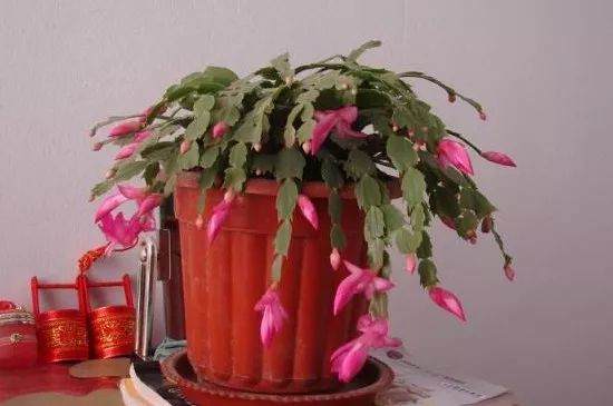 蟹爪兰种植二三事:蟹瓜兰一个盆种几颗好?