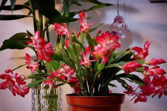 蟹爪兰种植二三事:蟹瓜兰一个盆种几颗好?