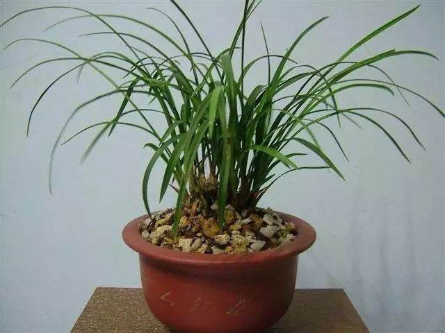 兰花什么情况下要换盆?