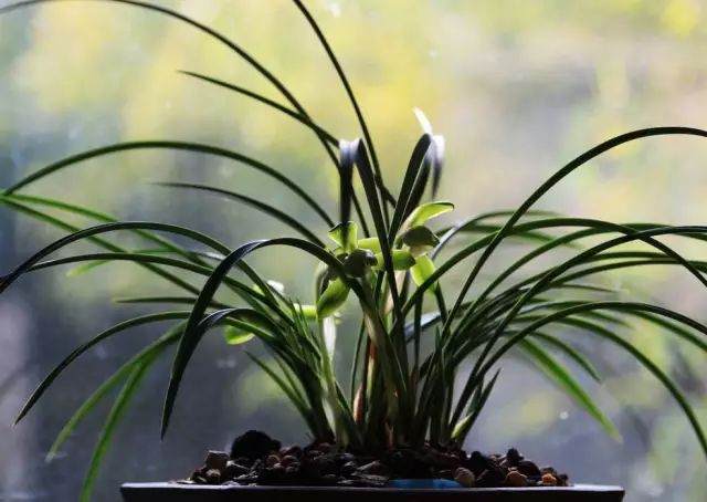 兰花什么情况下要换盆?