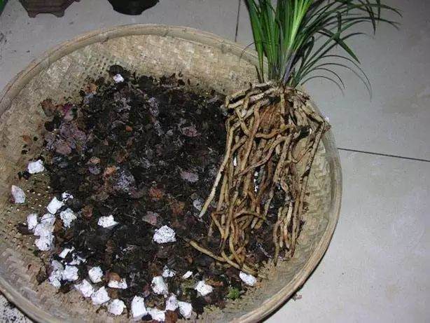 兰花换盆前的3个准备工作