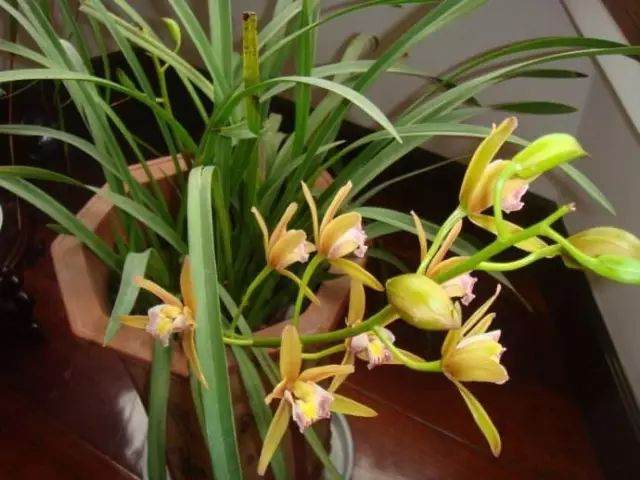 兰花换盆的10个步骤