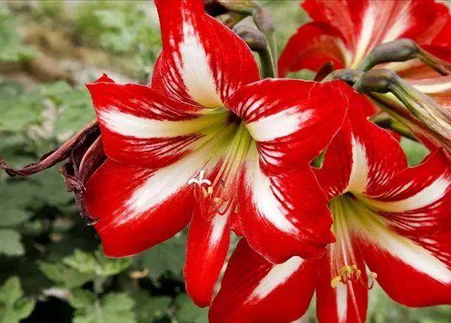 马上就给朱顶红换盆了 这些换盆技巧学起来