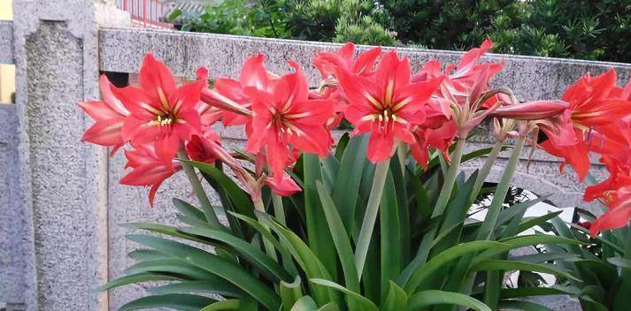 马上就给朱顶红换盆了 这些换盆技巧学起来