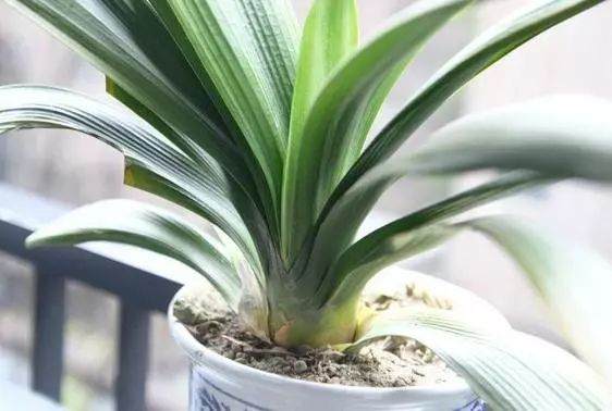 君子兰秋天换盆要注意这些 长的绿油油