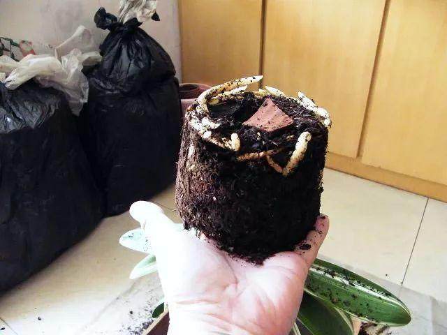 君子兰秋天换盆要注意这些 长的绿油油