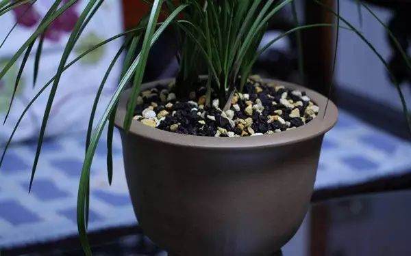 给花卉换盆的6个操作步骤