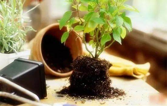给花卉换盆的6个操作步骤