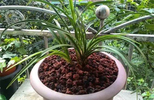 给花卉换盆的6个操作步骤