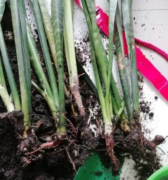 虎皮兰换盆的4个步骤