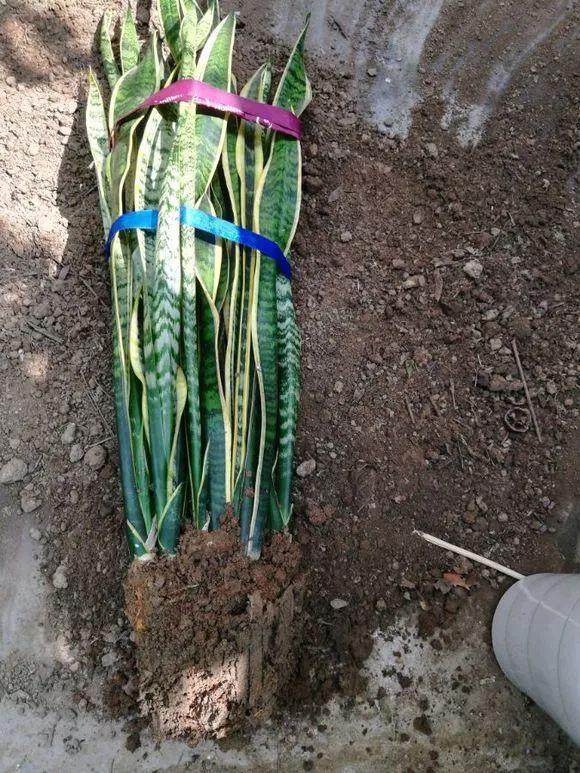 虎皮兰换盆的4个步骤