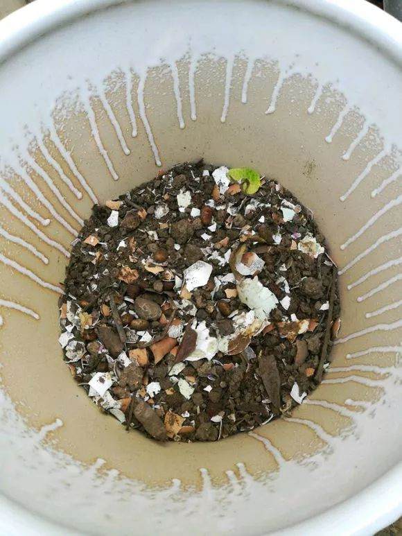 虎皮兰换盆的4个步骤