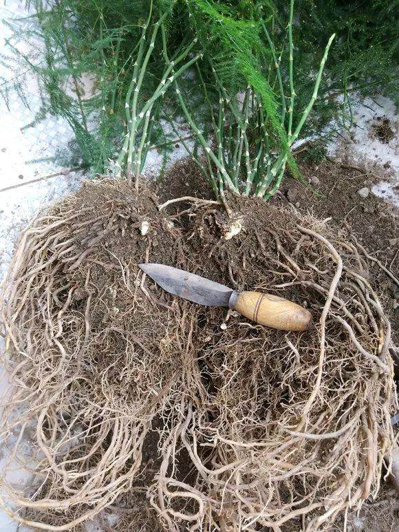 图解 文竹换盆的4个步骤