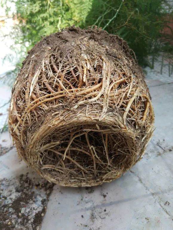 图解 文竹换盆的4个步骤