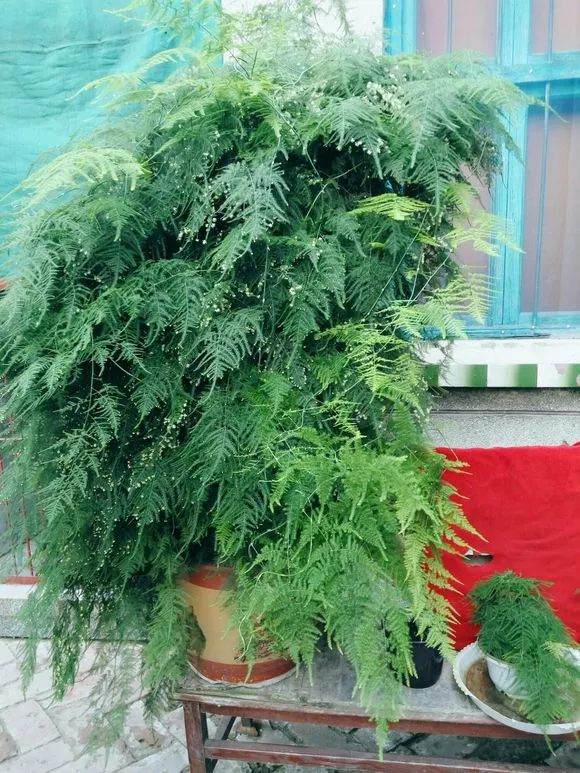 图解 文竹换盆的4个步骤