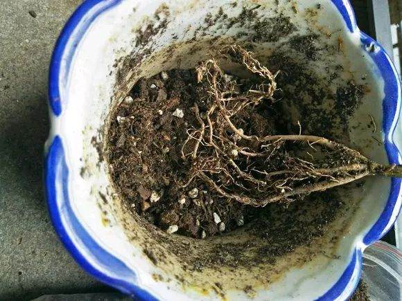 图解 文竹换盆的4个步骤