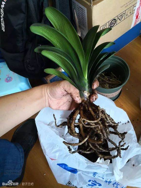 图解 君子兰换盆的5个步骤