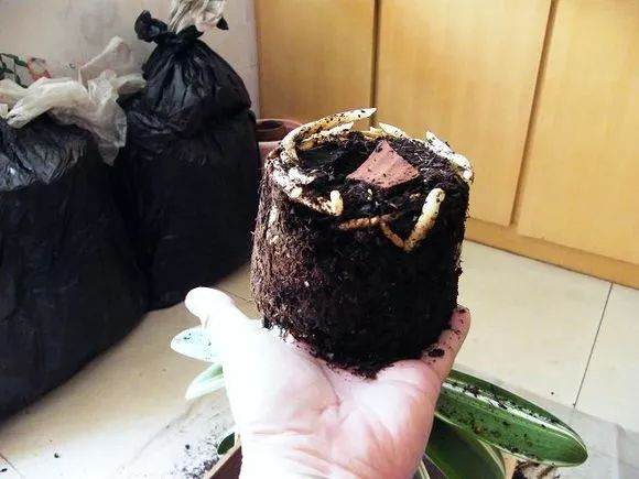 图解 君子兰换盆的5个步骤