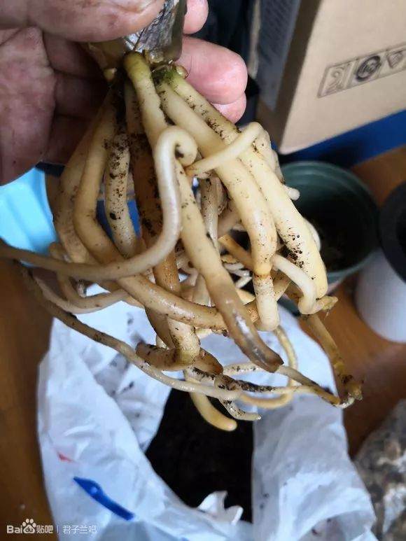 图解 君子兰换盆的5个步骤