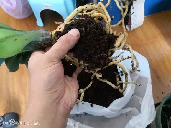 图解 君子兰换盆的5个步骤