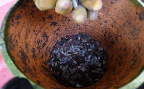 图解 君子兰换盆的5个步骤