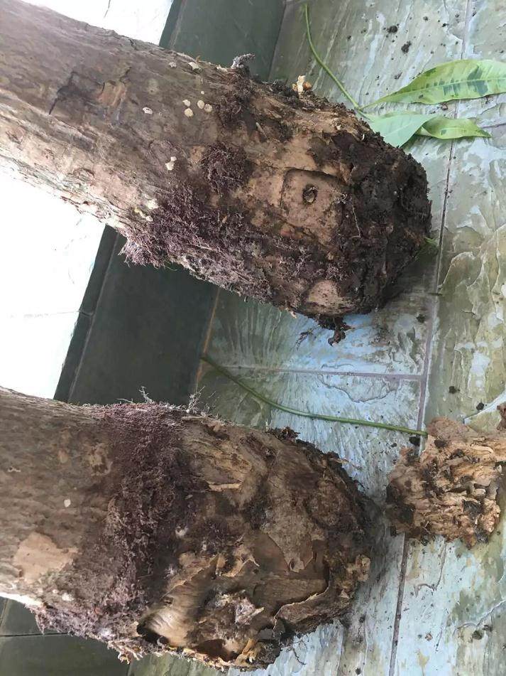 图解 发财树换盆的4个步骤