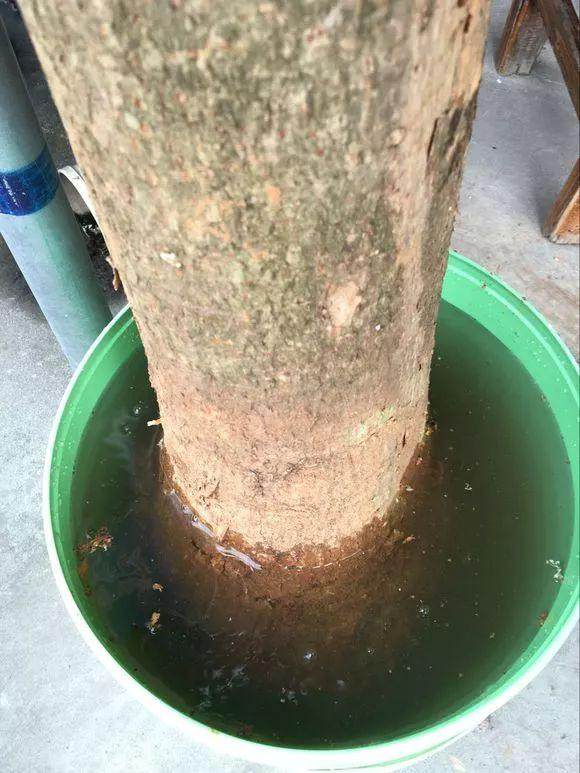 图解 发财树换盆的4个步骤