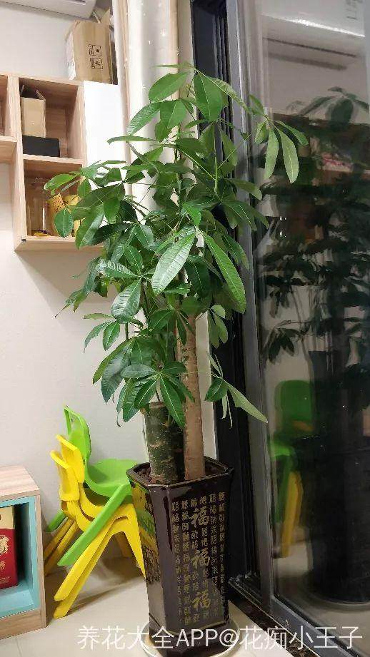 图解 发财树换盆的4个步骤