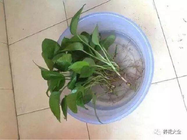 图解 给绿萝换盆的5个步骤