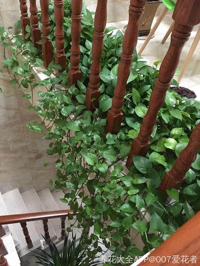 图解 给绿萝换盆的5个步骤
