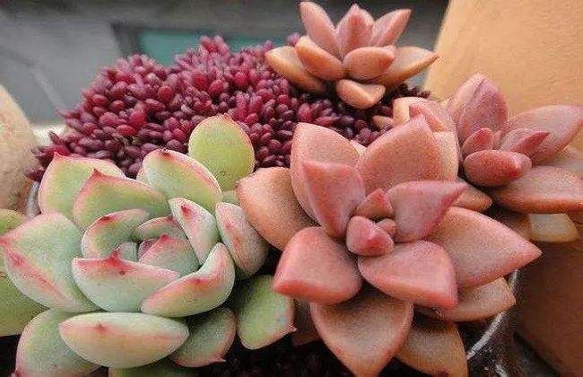 如核提供多肉植物配土的使用寿命?