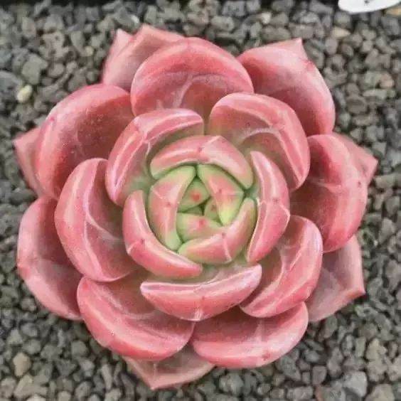 如核提供多肉植物配土的使用寿命?