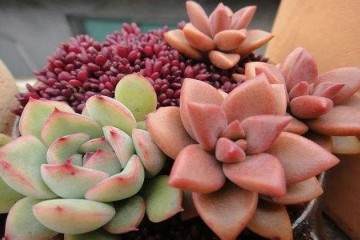 如核提供多肉植物配土的使用寿命