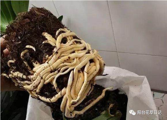 花卉换盆少了这一步 等于没换