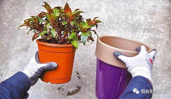 花卉换盆少了这一步 等于没换