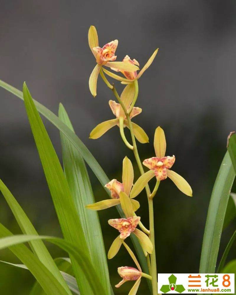 这样兰花翻盆或换盆 兰花才会长得好!