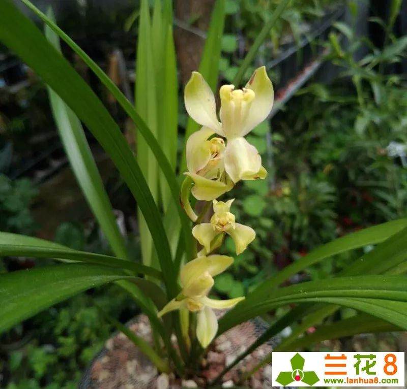 这样兰花翻盆或换盆 兰花才会长得好!