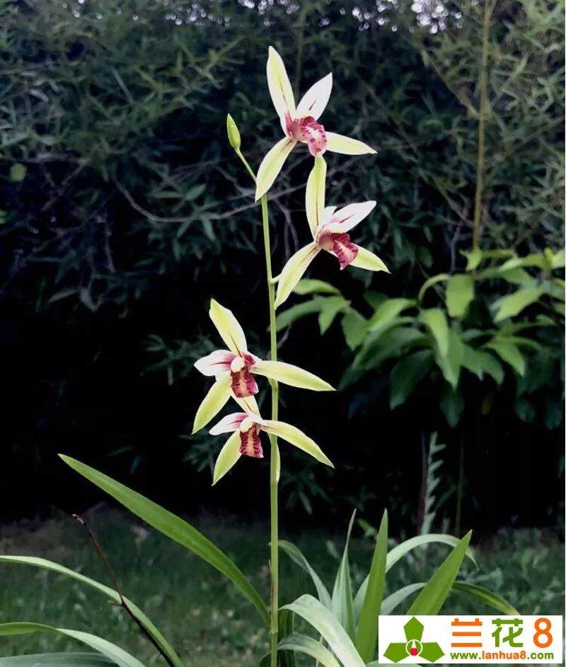 这样兰花翻盆或换盆 兰花才会长得好!