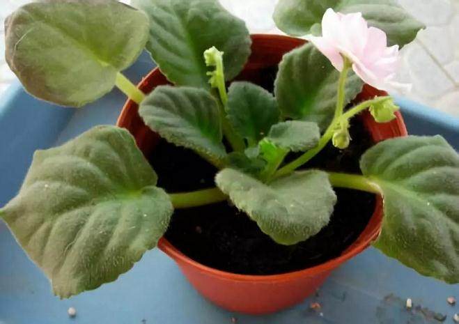 如何给花换盆土 让自己的花经久不衰?