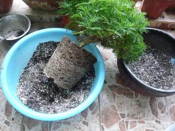 如何给花换盆土 让自己的花经久不衰?