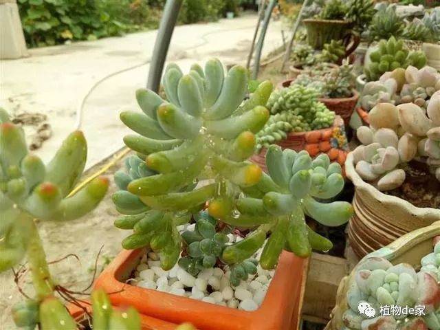 多肉老桩换盆 这样来易服盆根更壮！