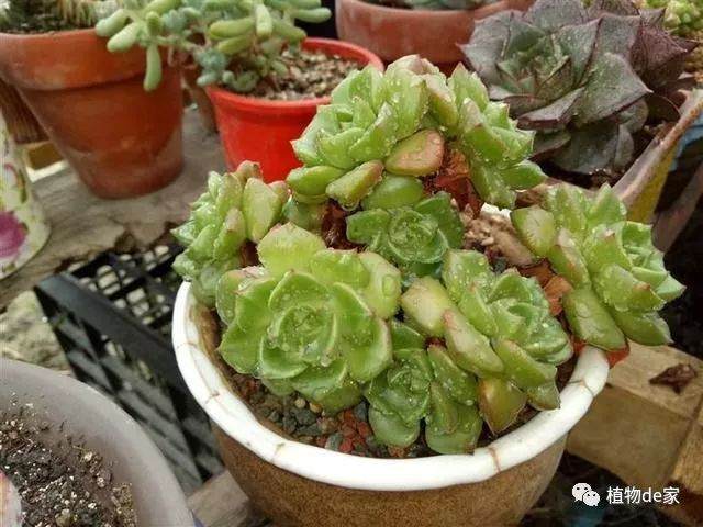 多肉老桩换盆 这样来易服盆根更壮！