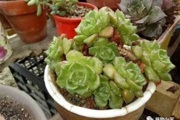 多肉老桩换盆 这样来易服盆根更壮